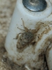 Euscelis cf. incisus