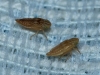 Euscelis cf. incisus
