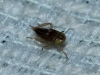 Euscelis cf. incisus