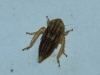 Euscelis cf. incisus