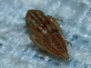 Euscelis cf. incisus