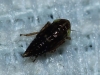 Euscelis cf. incisus