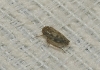 Euscelis cf. incisus