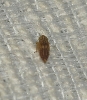 Euscelis cf. incisus