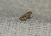 Euscelis cf. incisus