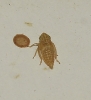 Euscelis cf. incisus