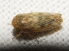 Euscelis cf. incisus