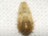 Euscelis cf. incisus