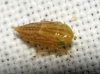 Euscelis cf. incisus