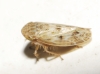 Euscelis cf. incisus