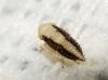 Euscelis cf. incisus