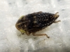 Euscelis cf. incisus