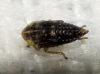 Euscelis cf. incisus