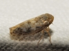 Euscelis cf. incisus