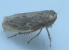 Euscelis sp.