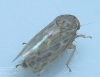 Euscelis sp.