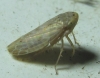 Euscelis sp.