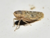 Euscelis sp.
