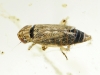 Euscelis sp.