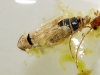 Euscelis sp.