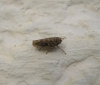 Euscelis sp.