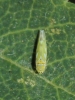 Fruticidia bisignata
