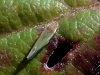 Fruticidia sp.