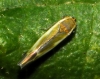 Fruticidia sp.