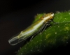 Fruticidia sp.