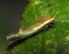 Fruticidia sp.