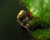 Fruticidia sp.