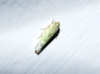 Fruticidia cf. bisignata