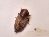 Goniagnathus brevis Goniagnathus brevis