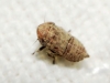 Goniagnathus cf. brevis Goniagnathus cf. brevis