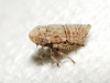 Goniagnathus cf. brevis Goniagnathus cf. brevis