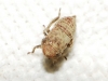 Goniagnathus cf. brevis Goniagnathus cf. brevis