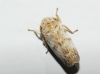 Goniagnathus sp. Goniagnathus sp.