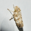 Goniagnathus sp. Goniagnathus sp.