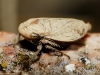 Goniagnathus sp. Goniagnathus sp.