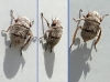Goniagnathus sp.