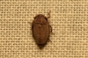 Goniagnathus cf. brevis Goniagnathus cf. brevis