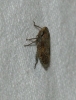 Goniagnathus sp. Goniagnathus sp.