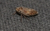 Goniagnathus sp. Goniagnathus sp.