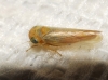 Grypotes sp.