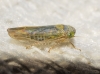 Grypotes sp.