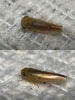 Grypotes sp.