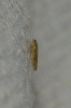 Grypotes staurus