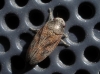 Haematoloma dorsata