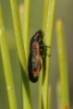 Haematoloma dorsata
