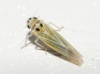 Hauptidia lapidicola